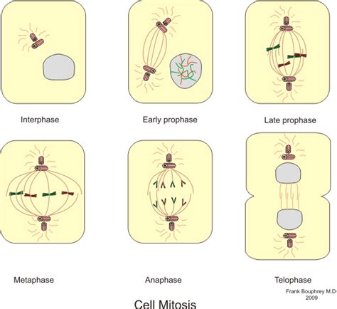 Stages Of Mitosis In Plant Cells Diagram