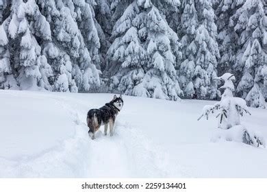 Beautiful Siberian Husky Dog Blue Eyes Stock Photo 2259134401 ...