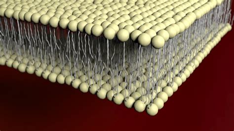 Lipid Bilayer - Definition, Function and Structure | Biology Dictionary