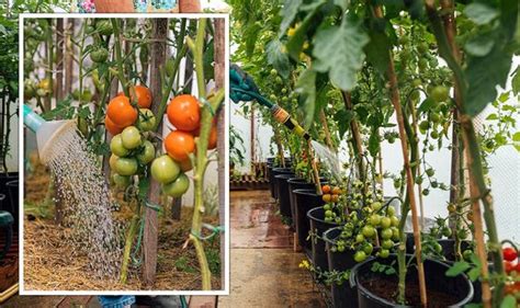 Tomato plant care: Gardeners' 'top mistakes' when caring for tomatoes ...