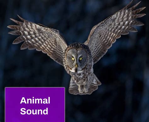 Owl Hooting Sound Effect Free MP3 Download | Mingo Sounds