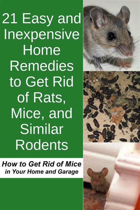 rat a way rat and mouse repellent - theresa-roegner-99