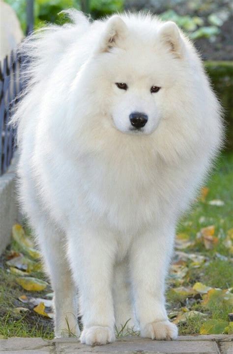 549 best samoyed puppies images on Pinterest | Puppys, Fluffy pets and ...