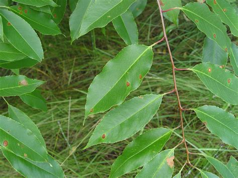 Wild Cherry Tree Identification