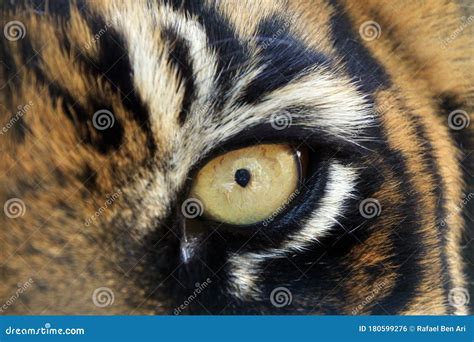 Bengal Tigers Animal Eye Looking at Camera Stock Photo - Image of face ...