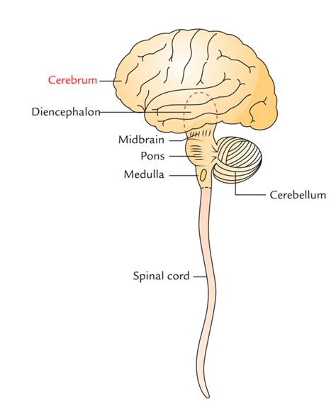 Anatomy Of Cerebrum