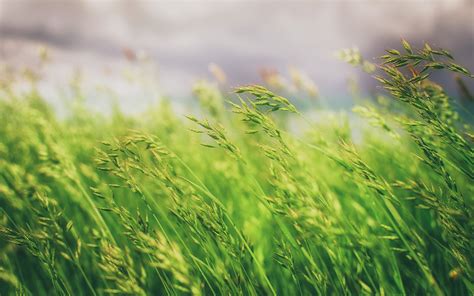 grass, Nature, Macro, Photography Wallpapers HD / Desktop and Mobile ...