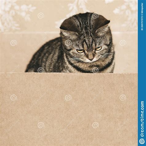 British Cat Kitten Sitting in Empty Cardboard Box and Looking for Text ...