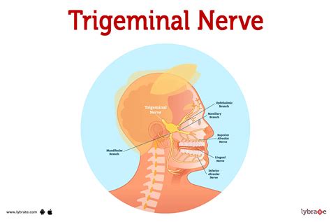 Anatomy Of The Trigeminal Nerve SpringerLink, 46% OFF