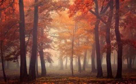 Foggy Forest Autumn Wallpapers - Wallpaper Cave