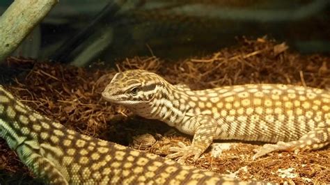 Ackie Monitor Care Sheet - Reptile Range