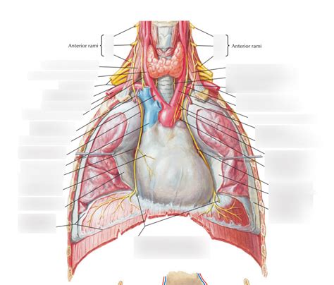 Phrenic nerve Diagram | Quizlet