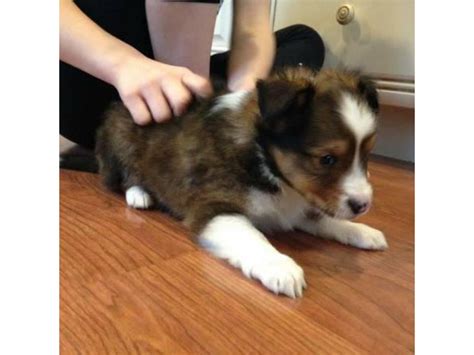 Dark sable male Sheltie puppy for sale Rochester - Puppies for Sale Near Me