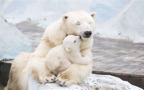 POLAR BEAR LOVE Cute polar bear cubs lovin up their mamma YouTube ...