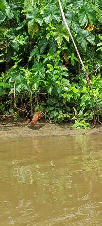 Tortuguero Wildlife Tour (Puerto Limon) - All You Need to Know BEFORE ...