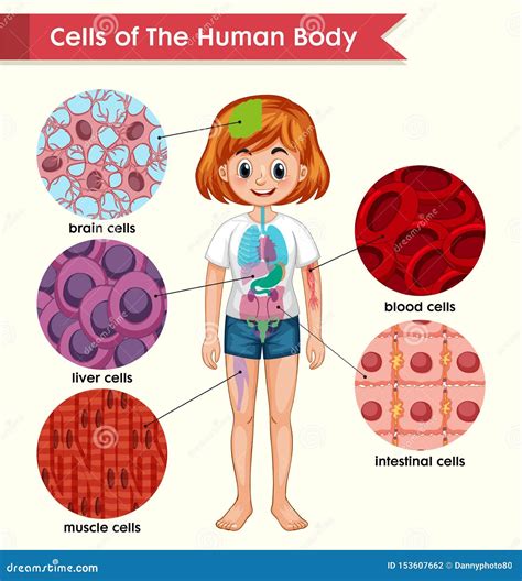 3D Illustration Egg Cells Embryo. Embryo Cells With Red Nucleus In ...