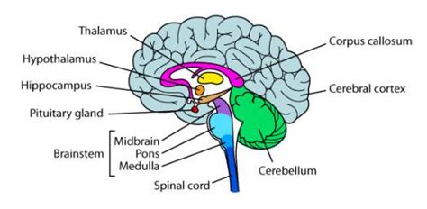 Parts Of The Brain Quiz - ProProfs Quiz