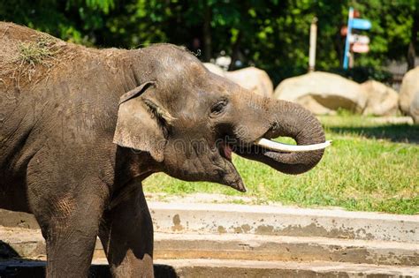 Elephant Splashing With Water Stock Photo - Image of endangered ...