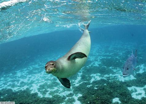 Ocean Animals For Kids & Adults: List Of Animals That Live In The Ocean