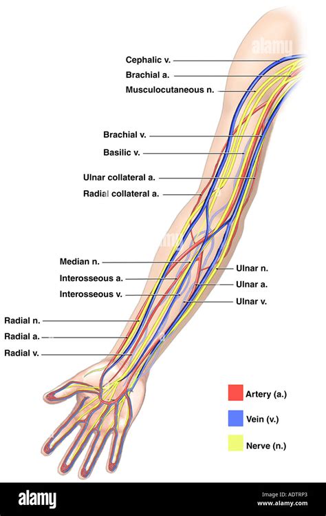 Veins In The Arm Diagram