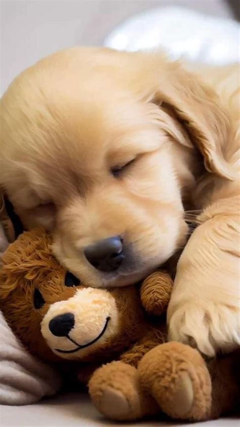 Perrito durmiendo bebé | Cute dogs, Cute baby animals, Cute animals