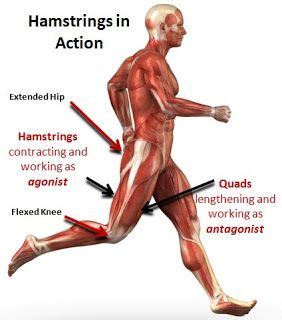 Hamstring strain - Pure Physio Albany NZ