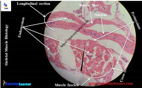 Skeletal Muscle Histology