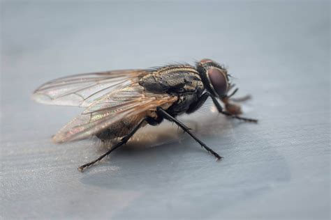 House Flies Control in New England: MA, CT, RI, ME, NH