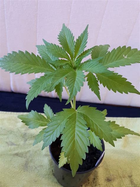 Strain-Gallery: Afghani #1 (Sensi Seeds) PIC #27051870186462436 by ...