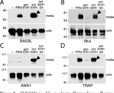 Figure 1 from An Entamoeba histolytica rhomboid protease with atypical ...