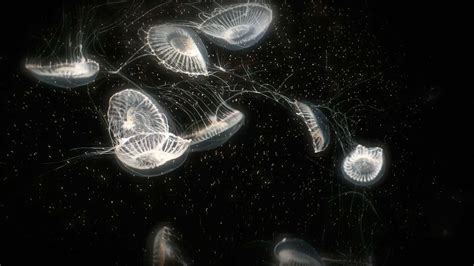 6 Bioluminescent Organisms | Britannica