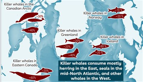 Diverse Tastes: Variability in Diet of North Atlantic Killer Whales