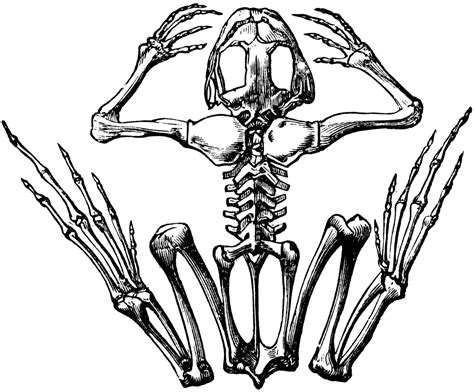 Frog Skeleton | ClipArt ETC | Skeleton drawings, Animal skeletons ...