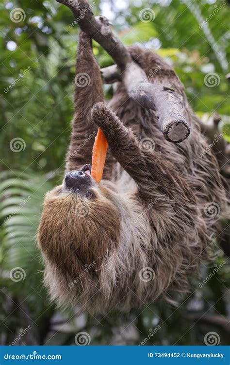 Two-toed Sloth Eating Carrot Stock Photo - Image of brown, forest: 73494452