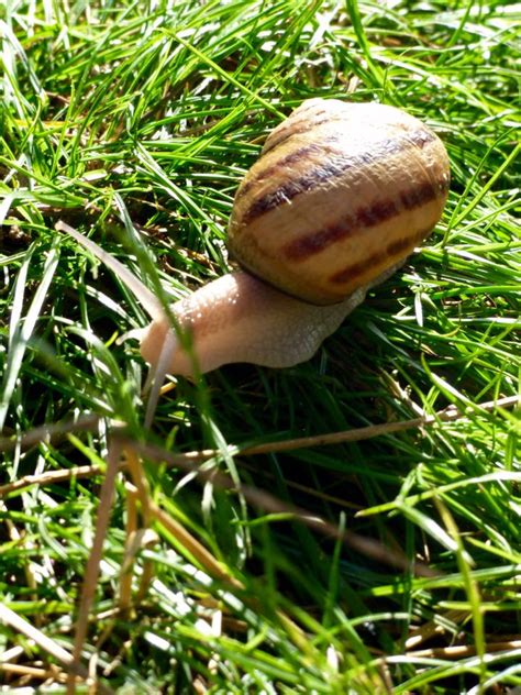 France: Escargot Farm – Travel2Unlimited