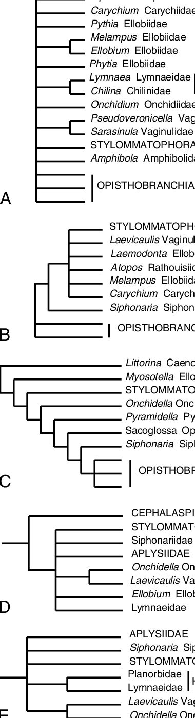 4. Pulmonate phylogenies. (A) Maximumparsimony analysis using partial ...