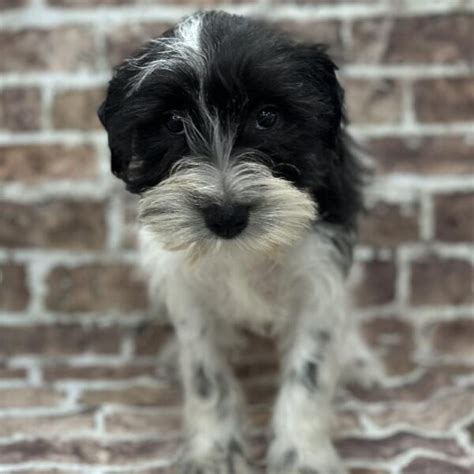 Mini Schnauzer Puppy Chocolate & White ID:279 Located at Petland ...