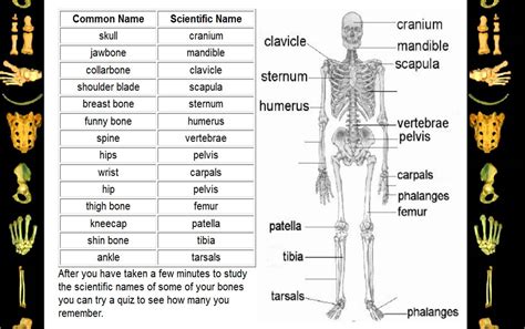 English Edublog - INSAL - Ahuachapán: The Human Body