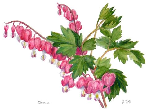 Bleeding Heart Flower Drawing at GetDrawings | Free download