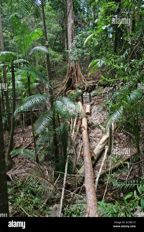 Rainforest of Fraser Island, Queensland Stock Photo - Alamy