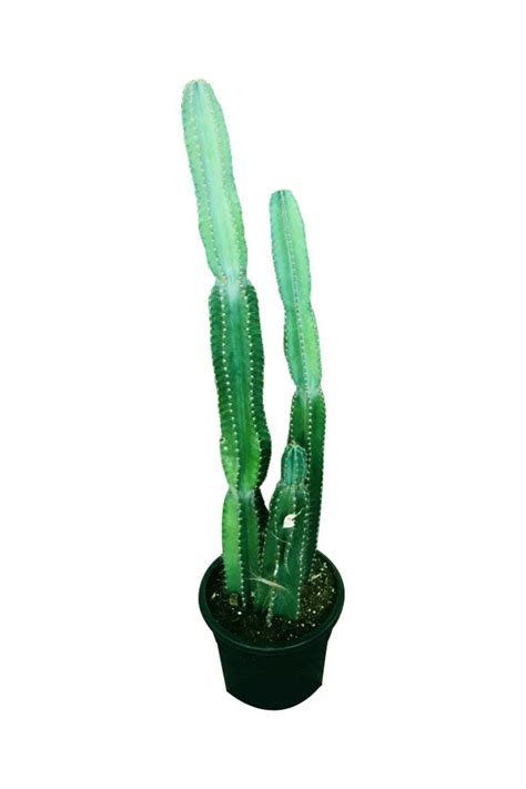 Tall Cactus-Indoor and Outdoor-Cactus and Succulents-plantsworld.ae ...