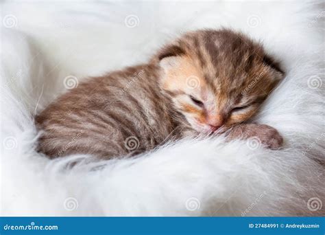 Newborn Sleeping Baby Cat Stock Image - Image: 27484991