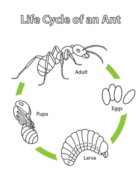 Life Cycle of an Ant coloring page | Free Printable Coloring Pages