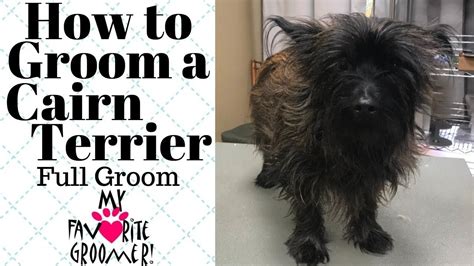 Cairn Terrier Grooming Tips - Wavy Haircut