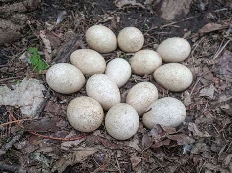 Wild Turkey Nesting (Behavior, Eggs + Location) | Birdfact