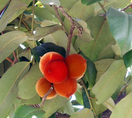 The Health Benefits of Mabolo Fruit | Health Benefits