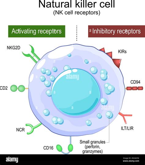 Natural Killer cell. NK cell receptors. Structure and anatomy of large ...