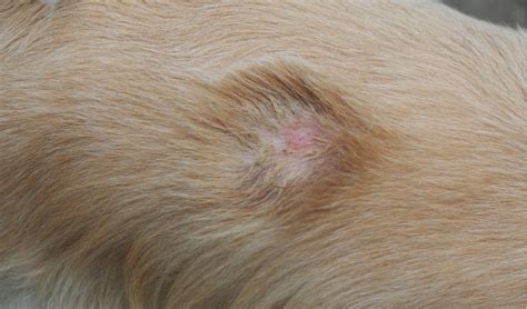 Are Dog Bacterial Skin Infections Contagious