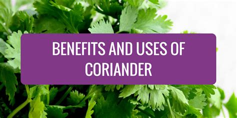 Benefits and Uses of Coriander - Pesto & Margaritas