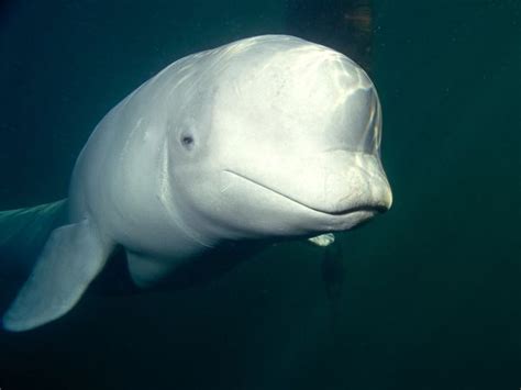 Beluga Whale | Marine Wiki | FANDOM powered by Wikia